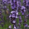 Lavandula angustifolia 'Sophia' -- Lavendel